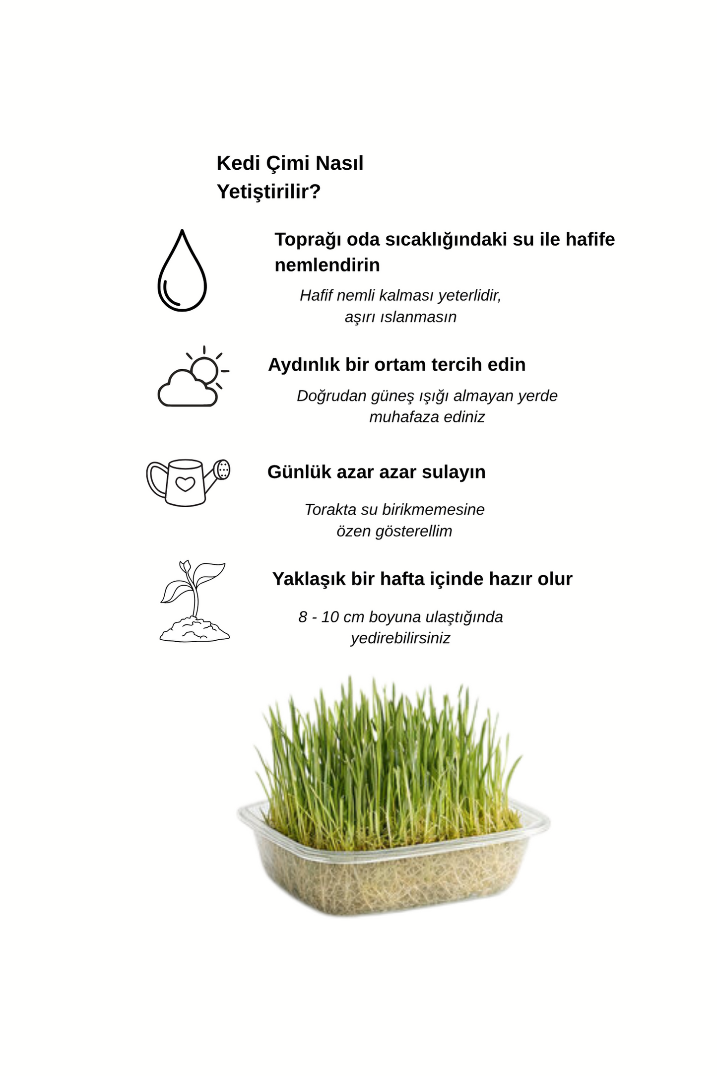 Kediniz İçin Sağlık ve Eğlence Bir Arada: Doğal Kedi Çimi & Avokado Catnip Seti