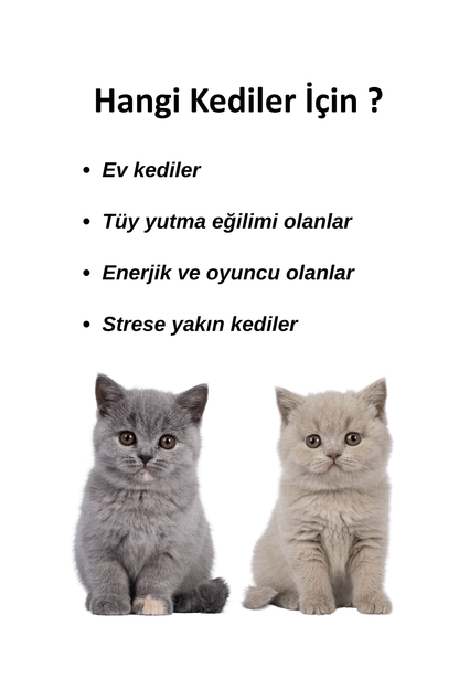 Kediniz İçin Sağlık ve Eğlence Bir Arada: Doğal Kedi Çimi & Avokado Catnip Seti