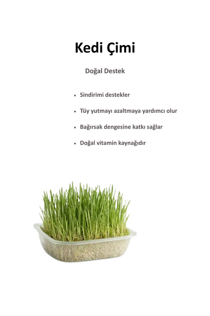 Kediniz İçin Sağlık ve Eğlence Bir Arada: Doğal Kedi Çimi & Avokado Catnip Seti